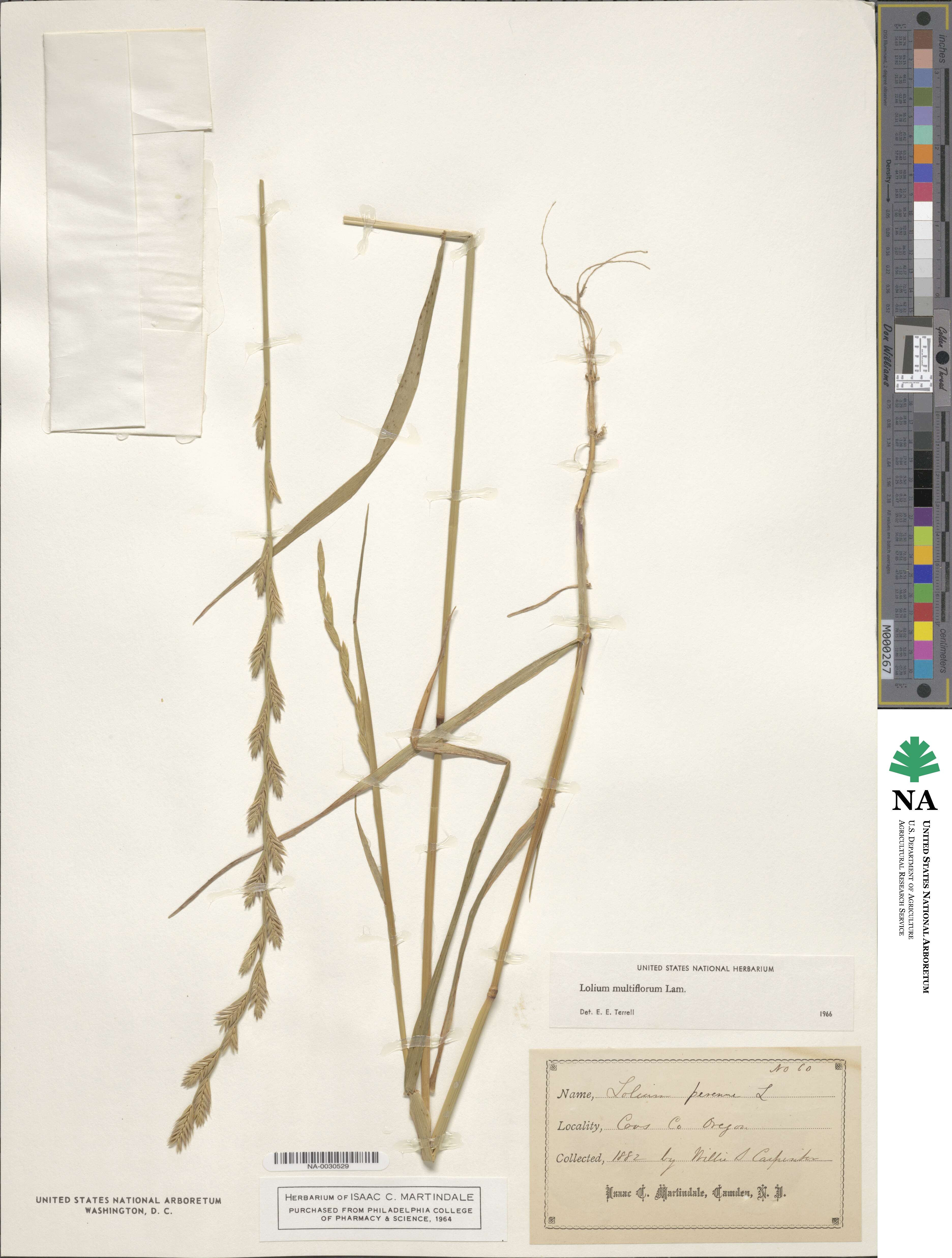 Lolium multiflorum image