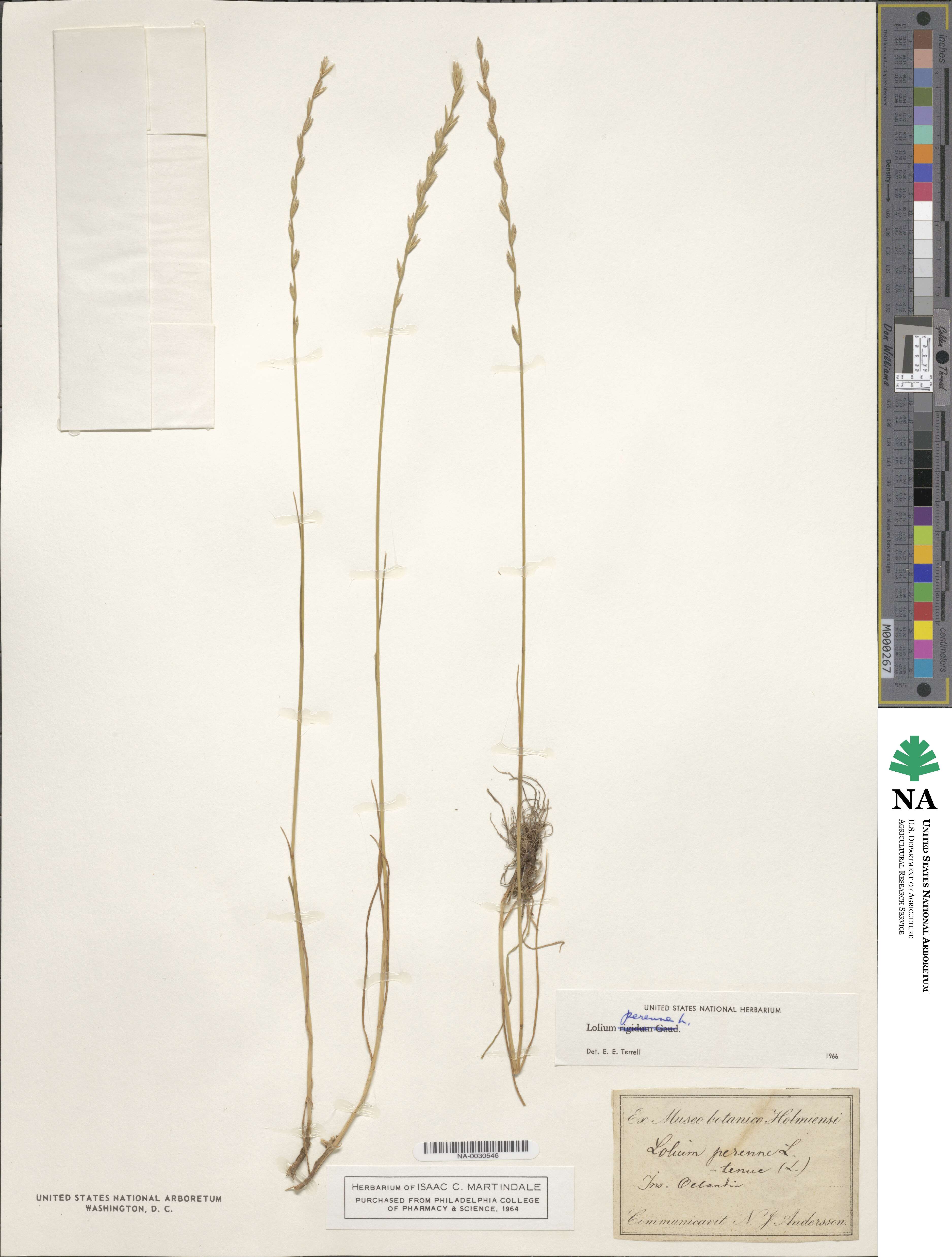 Lolium perenne image