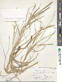 Stenotaphrum secundatum image