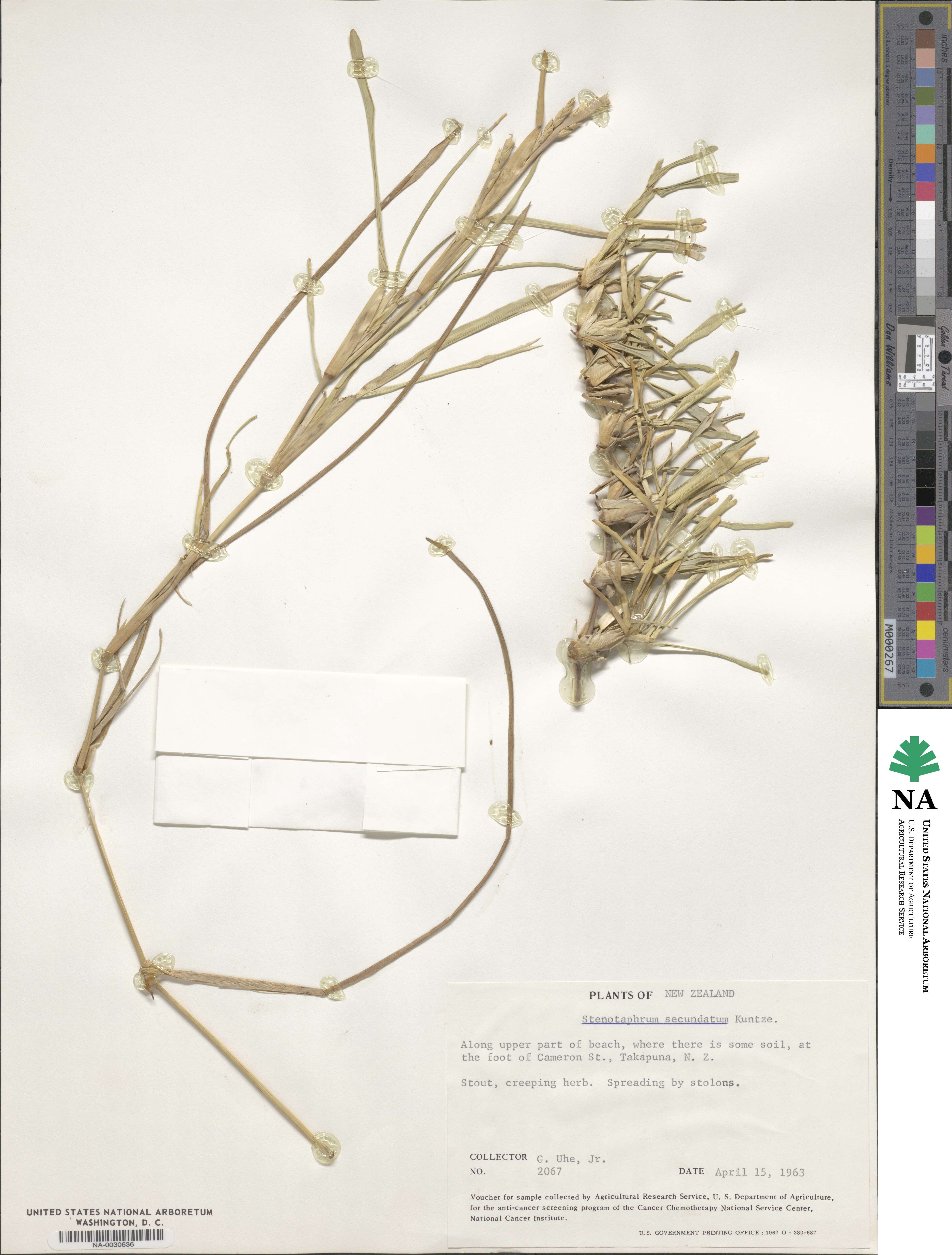 Stenotaphrum secundatum image