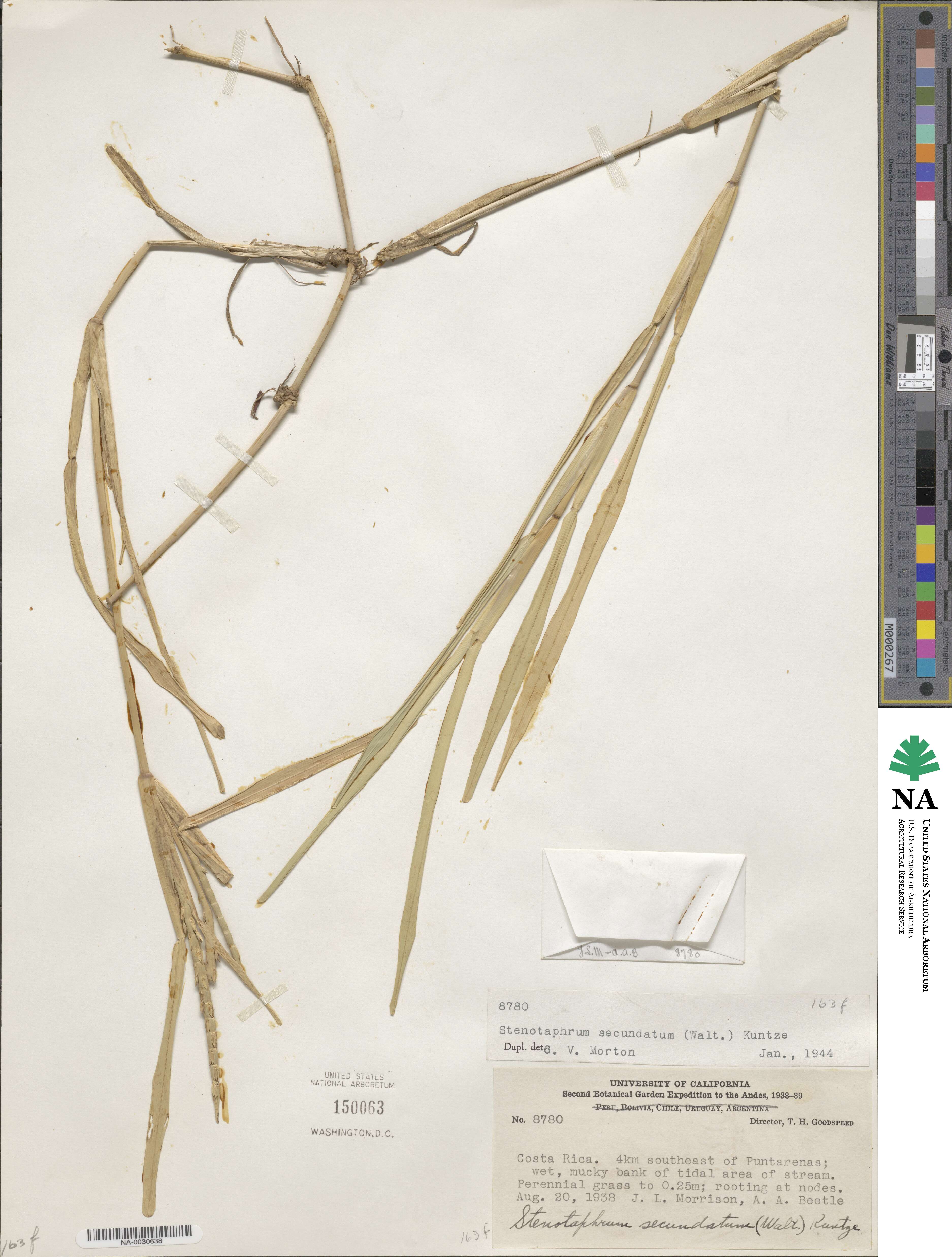 Stenotaphrum secundatum image
