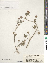 Trifolium resupinatum image