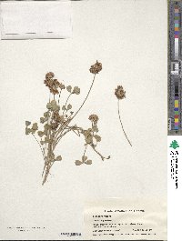 Trifolium repens image