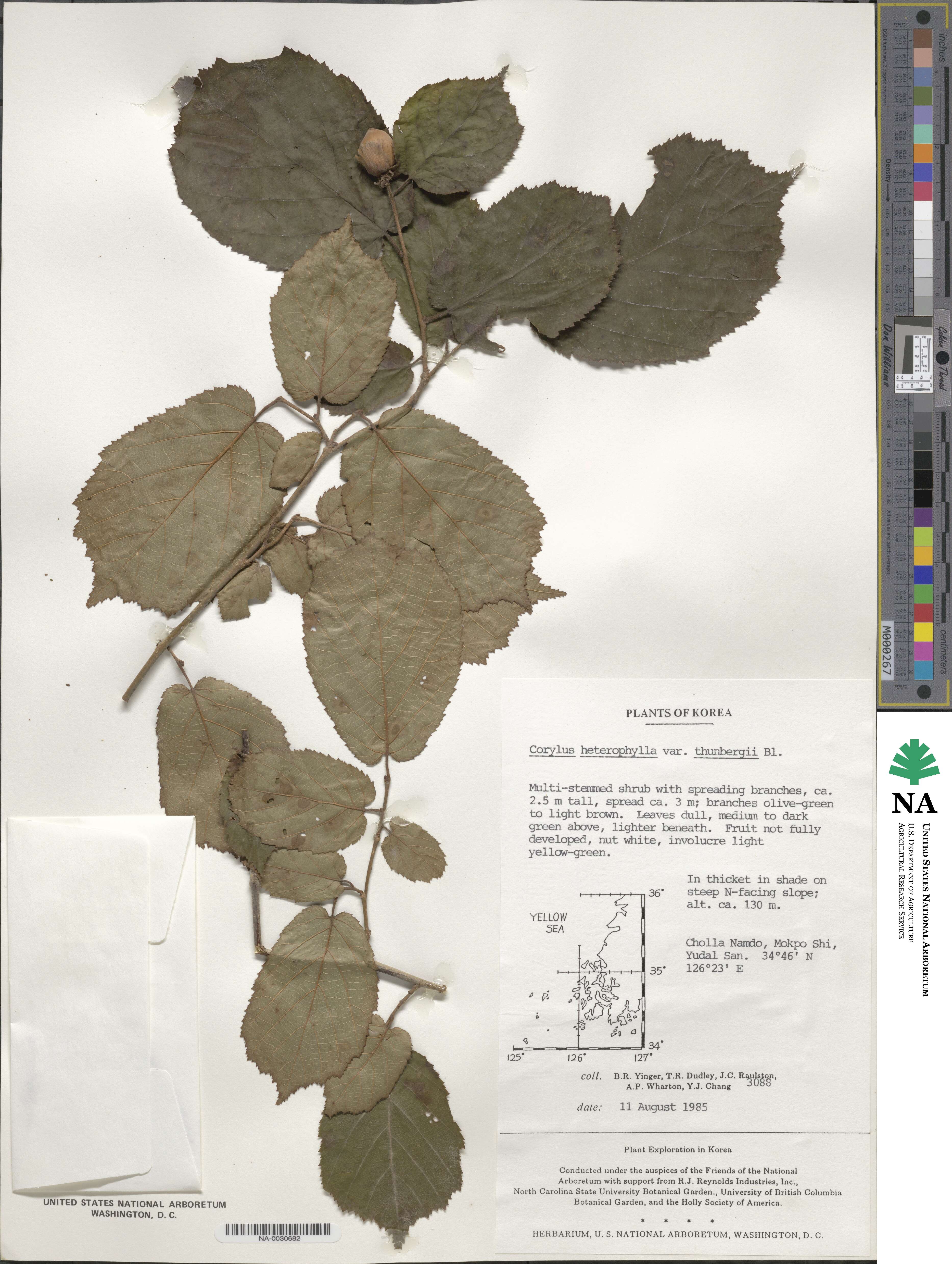 Corylus heterophylla var. heterophylla image