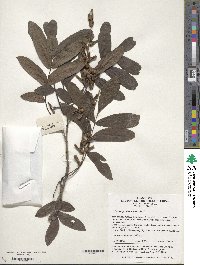 Pterocarya stenoptera image