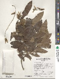 Pterocarya stenoptera image