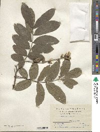 Pterocarya stenoptera image