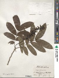 Pterocarya stenoptera image