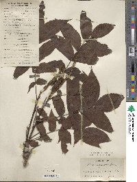 Platycarya strobilacea image