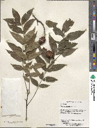 Platycarya strobilacea image