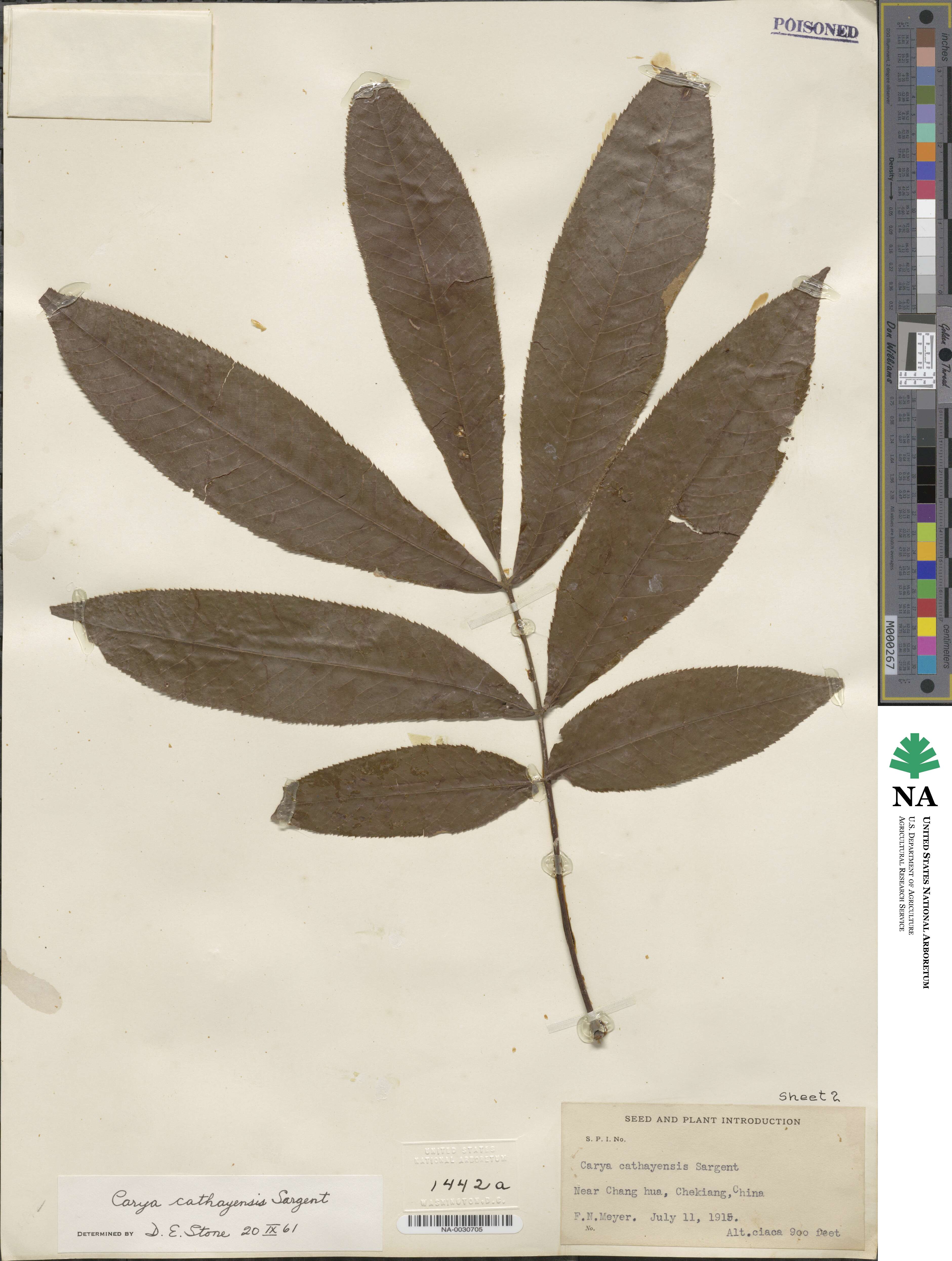 Carya cathayensis image