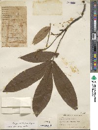 Carya cathayensis image