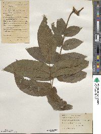 Juglans mandshurica image