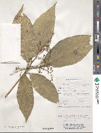 Image of Rockinghamia angustifolia