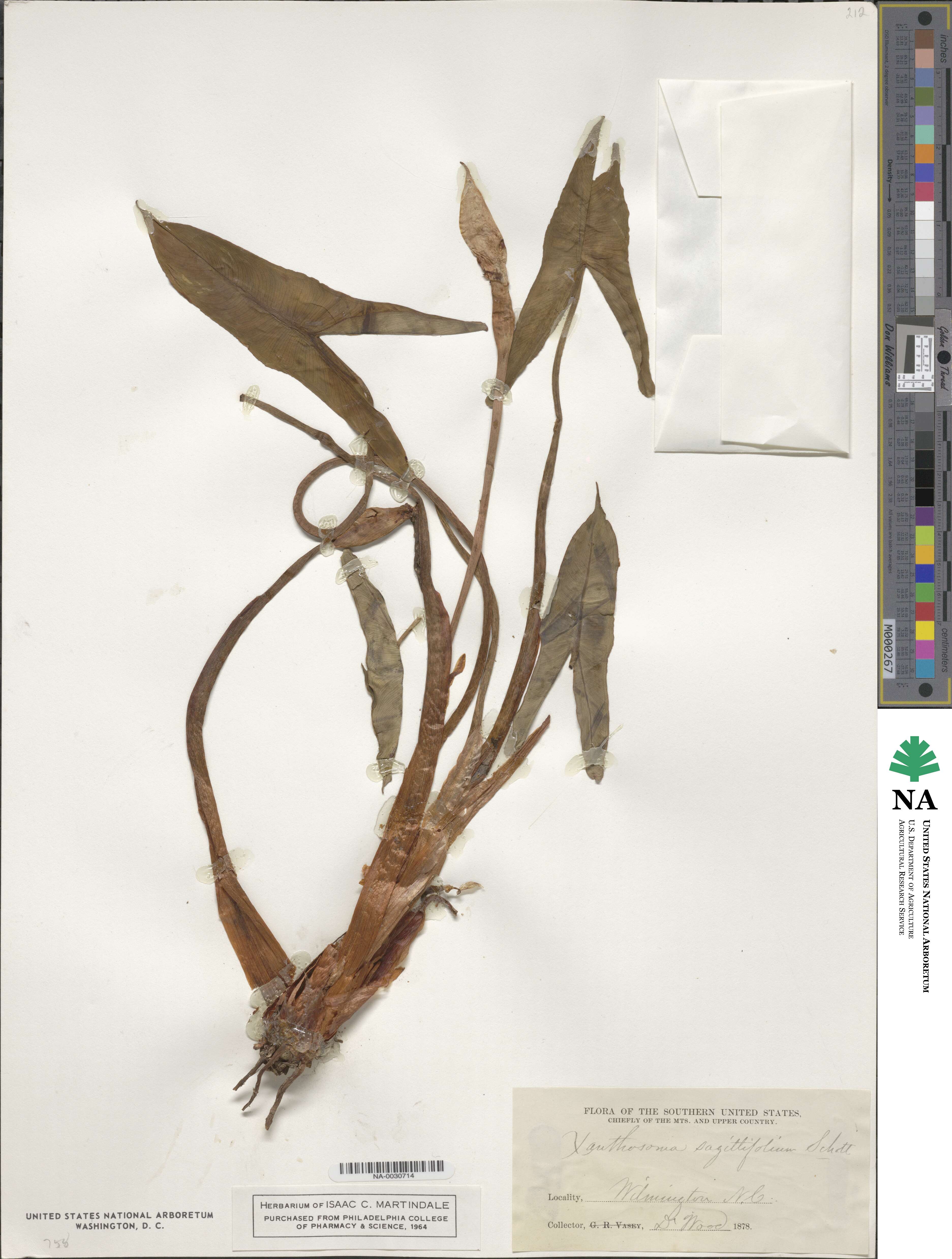 Xanthosoma sagittifolium image