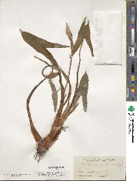 Image of Xanthosoma sagittifolium