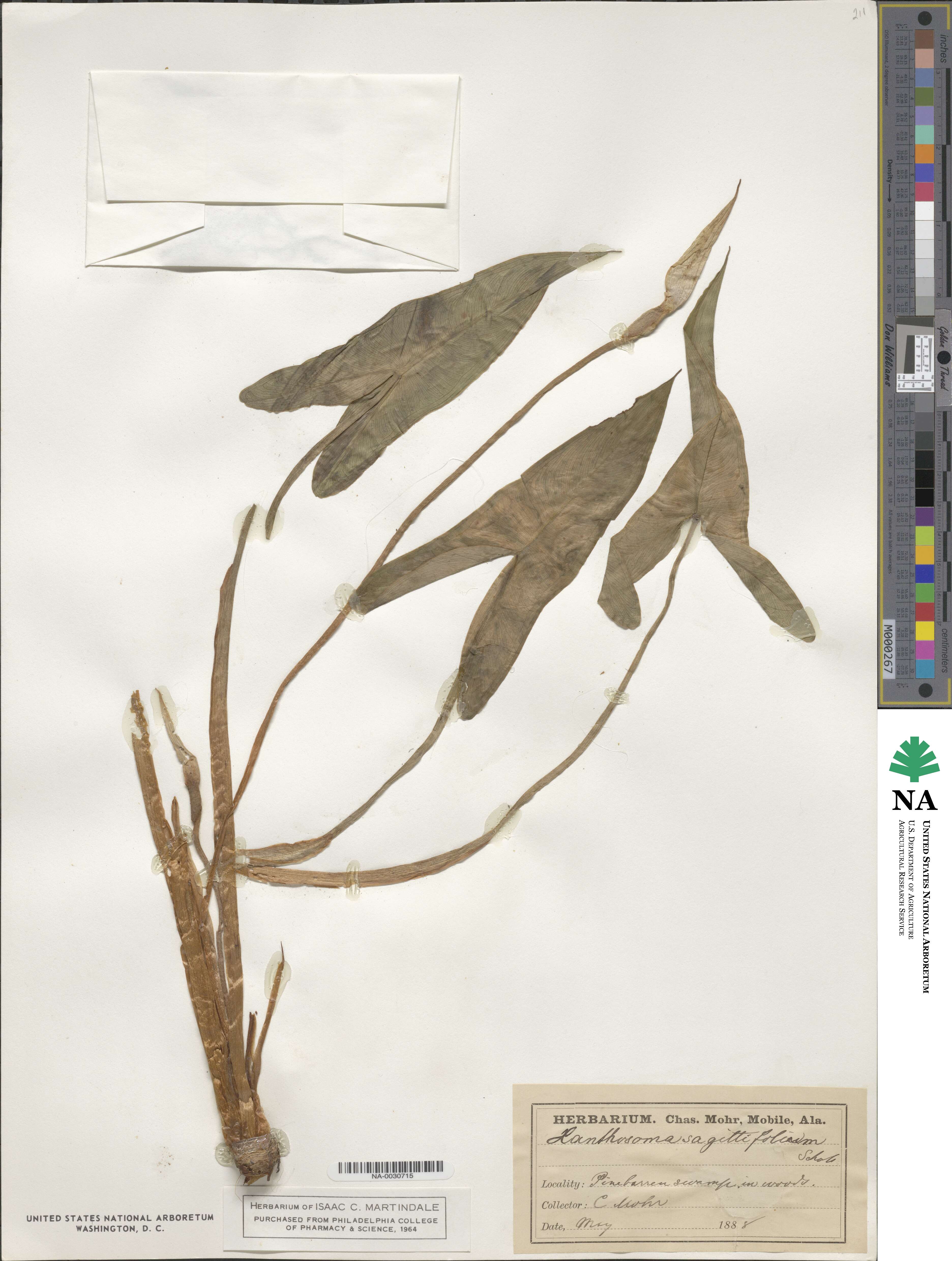 Xanthosoma sagittifolium image