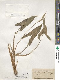 Xanthosoma sagittifolium image