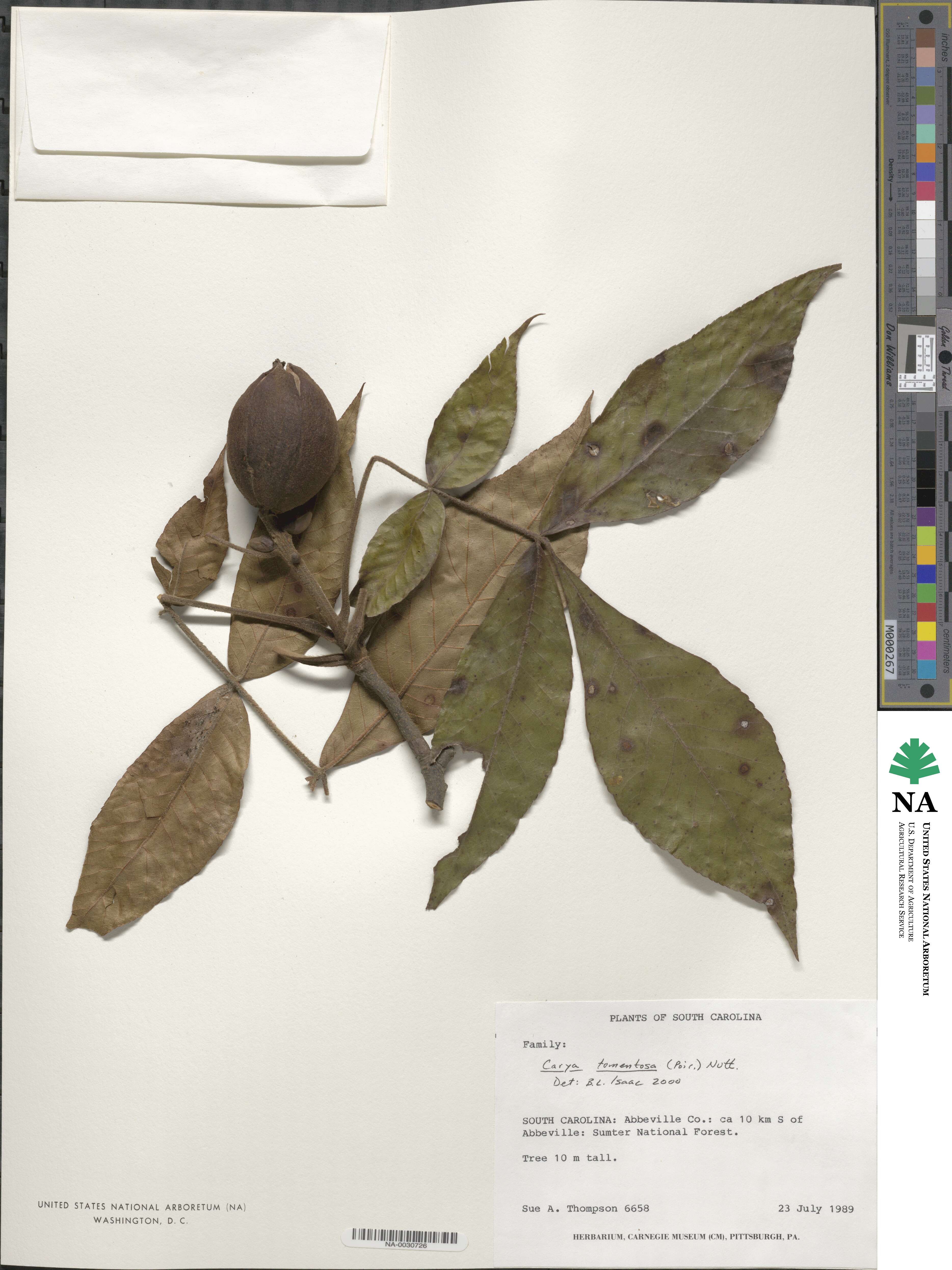 Carya alba image