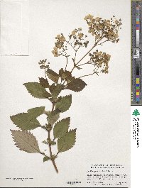 Jovellana punctata image