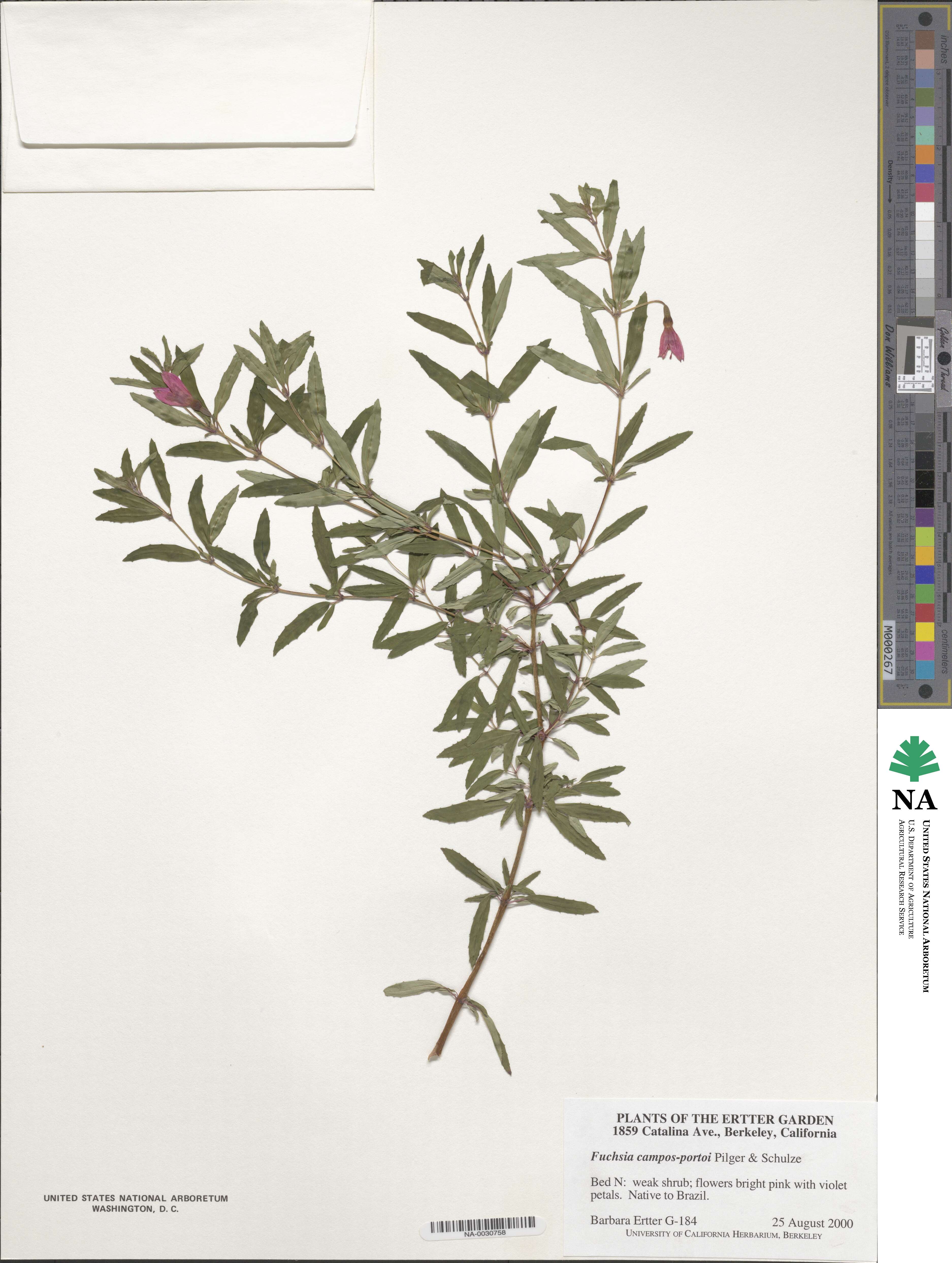 Fuchsia campos-portoi image