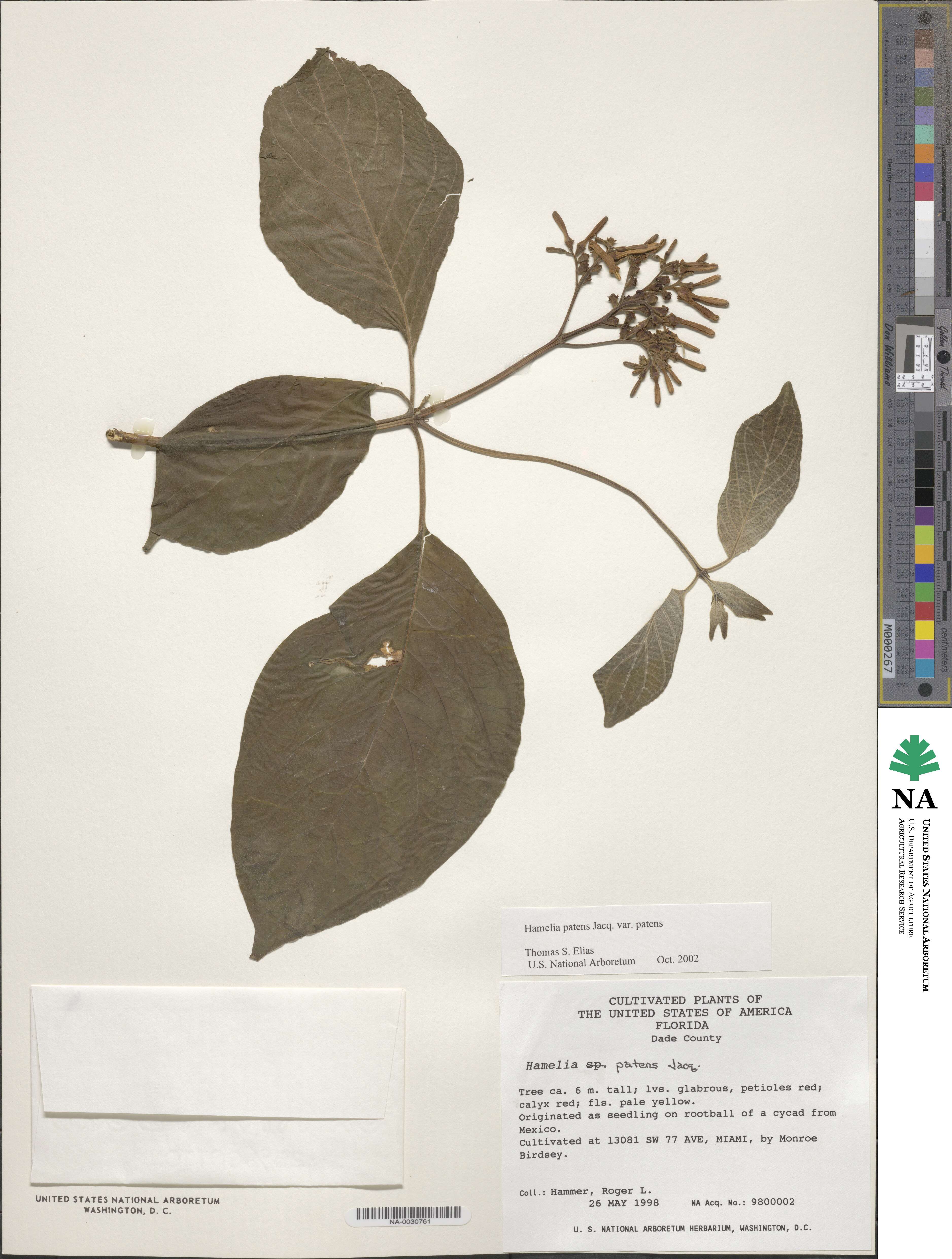 Hamelia patens var. patens image