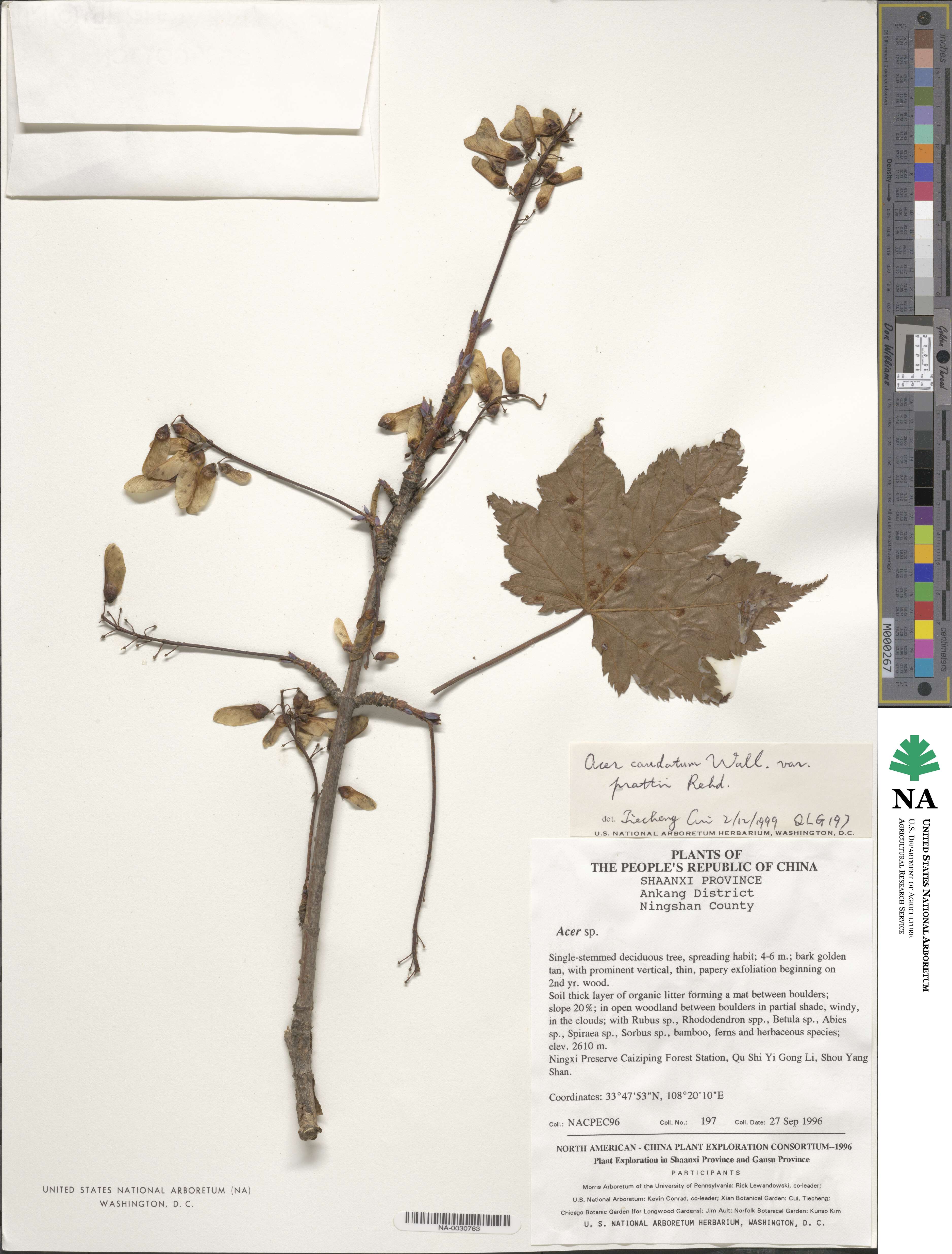 Acer caudatum image