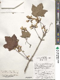 Acer caudatum image