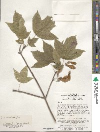 Acer sterculiaceum image