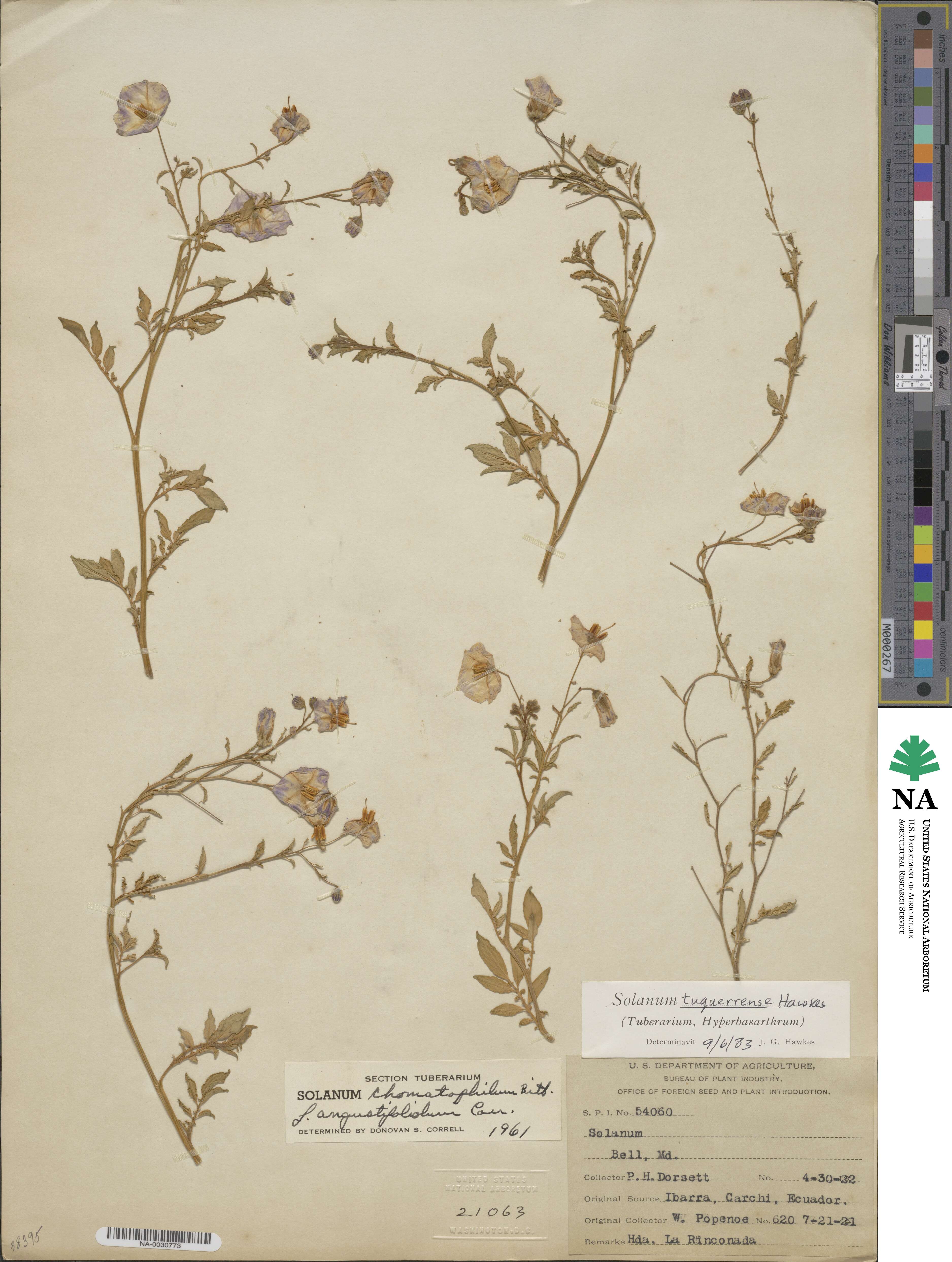 Solanum andreanum image