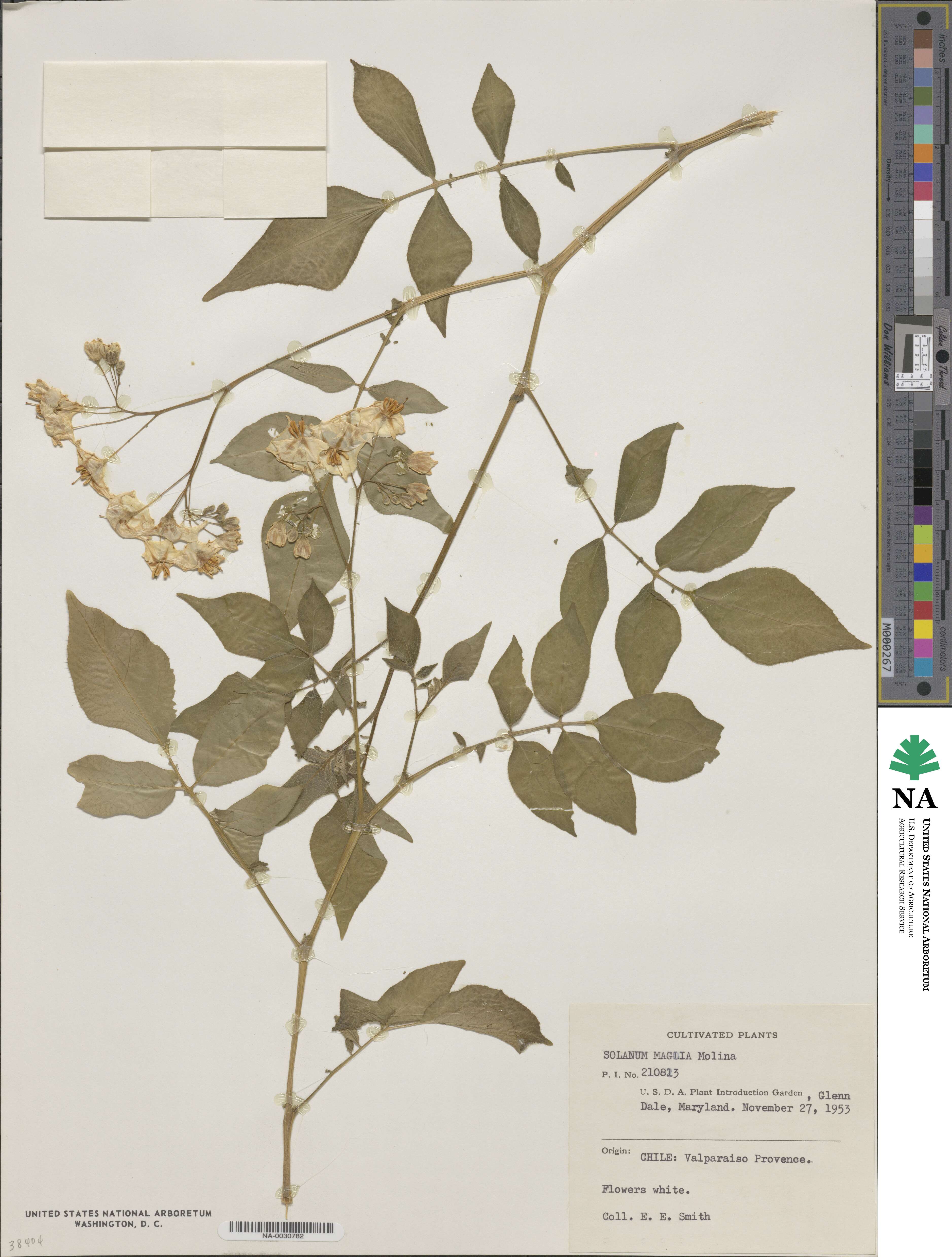 Solanum maglia image