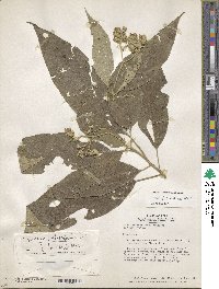 Solanum riparium image