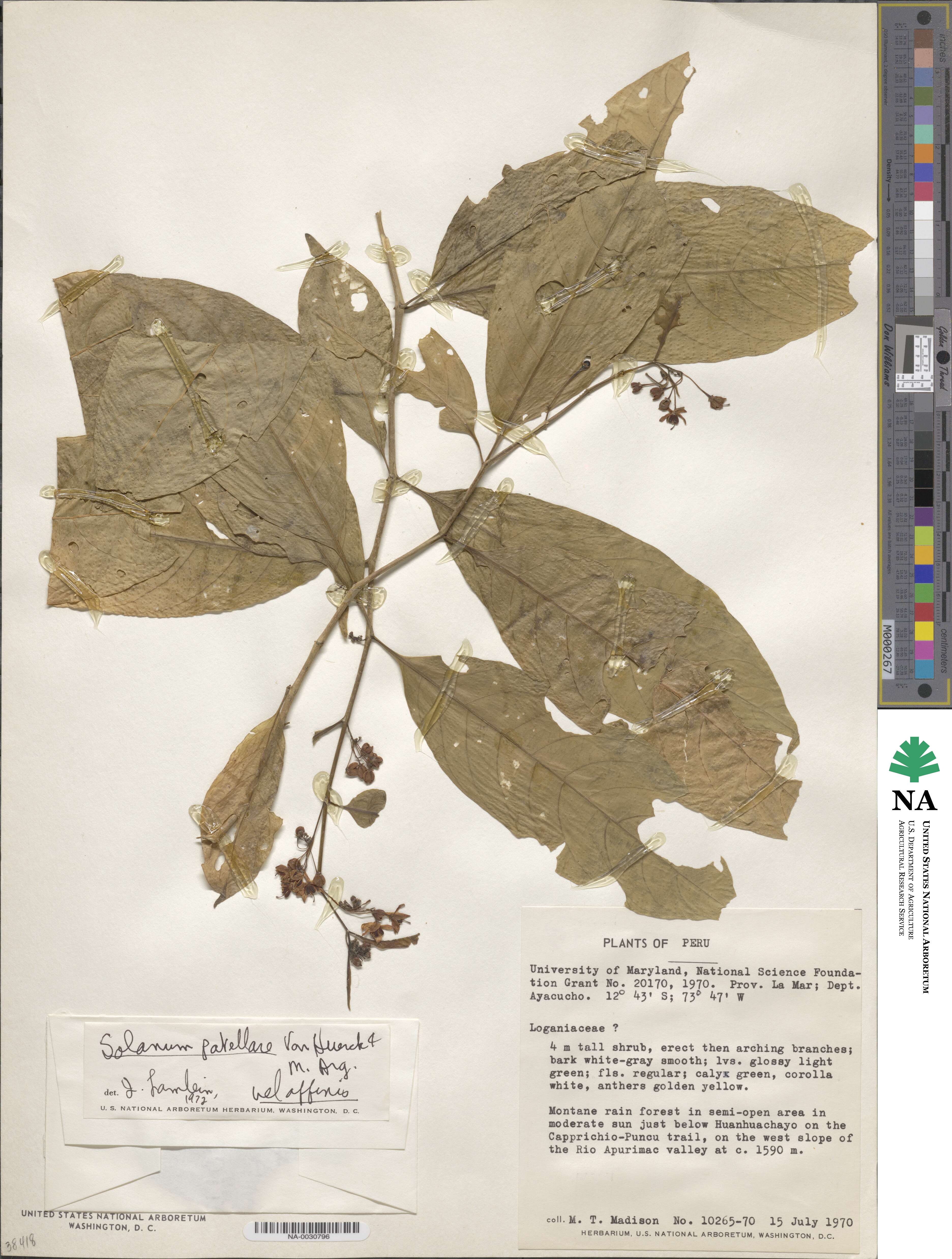 Solanum leucocarpon image