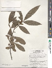 Zanthoxylum armatum image