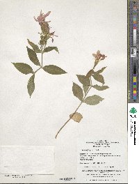 Silene fulgens image