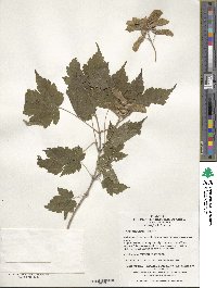 Acer barbinerve image