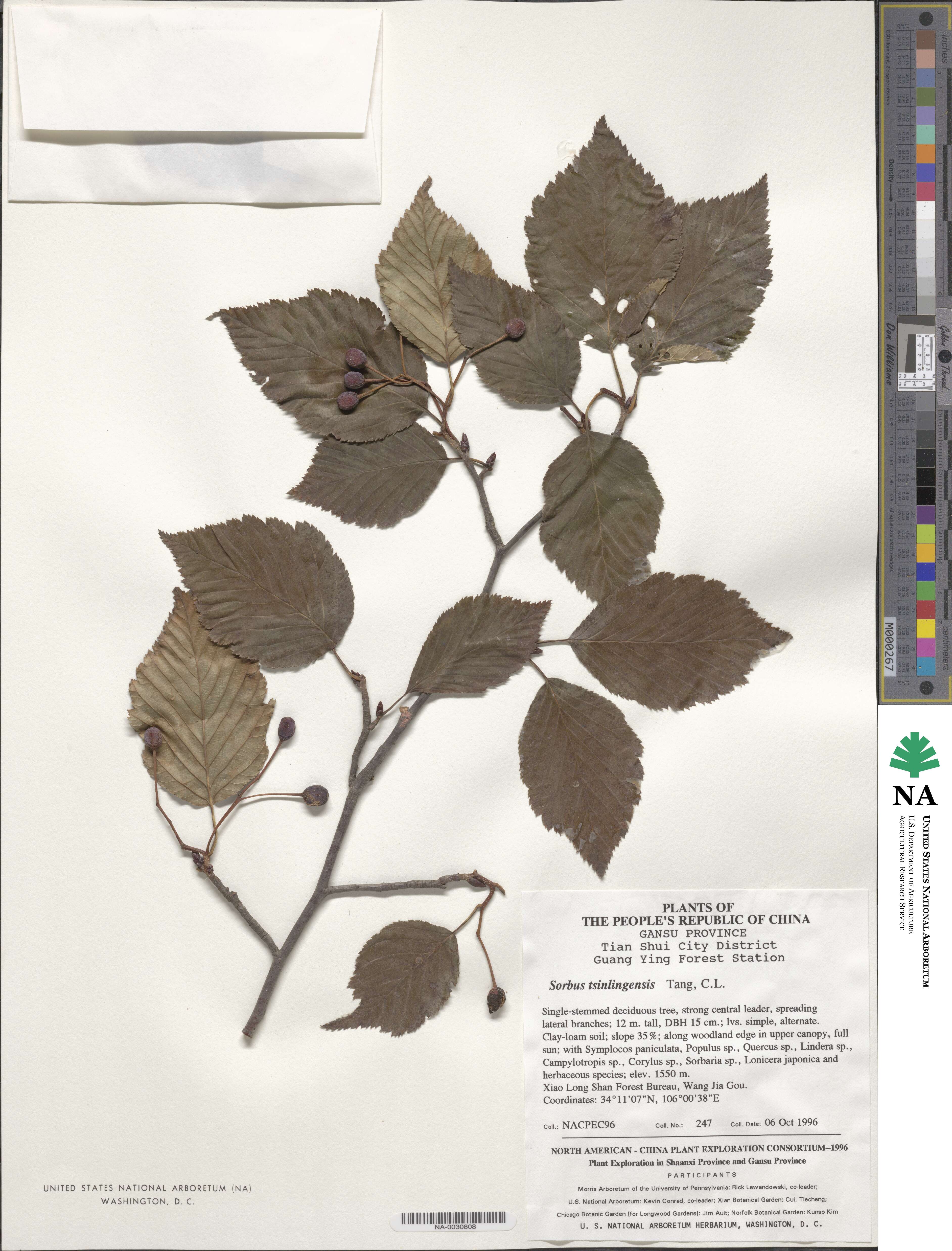 Sorbus tsinlingensis image