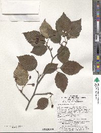 Sorbus tsinlingensis image