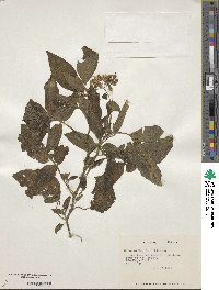 Solanum maglia image