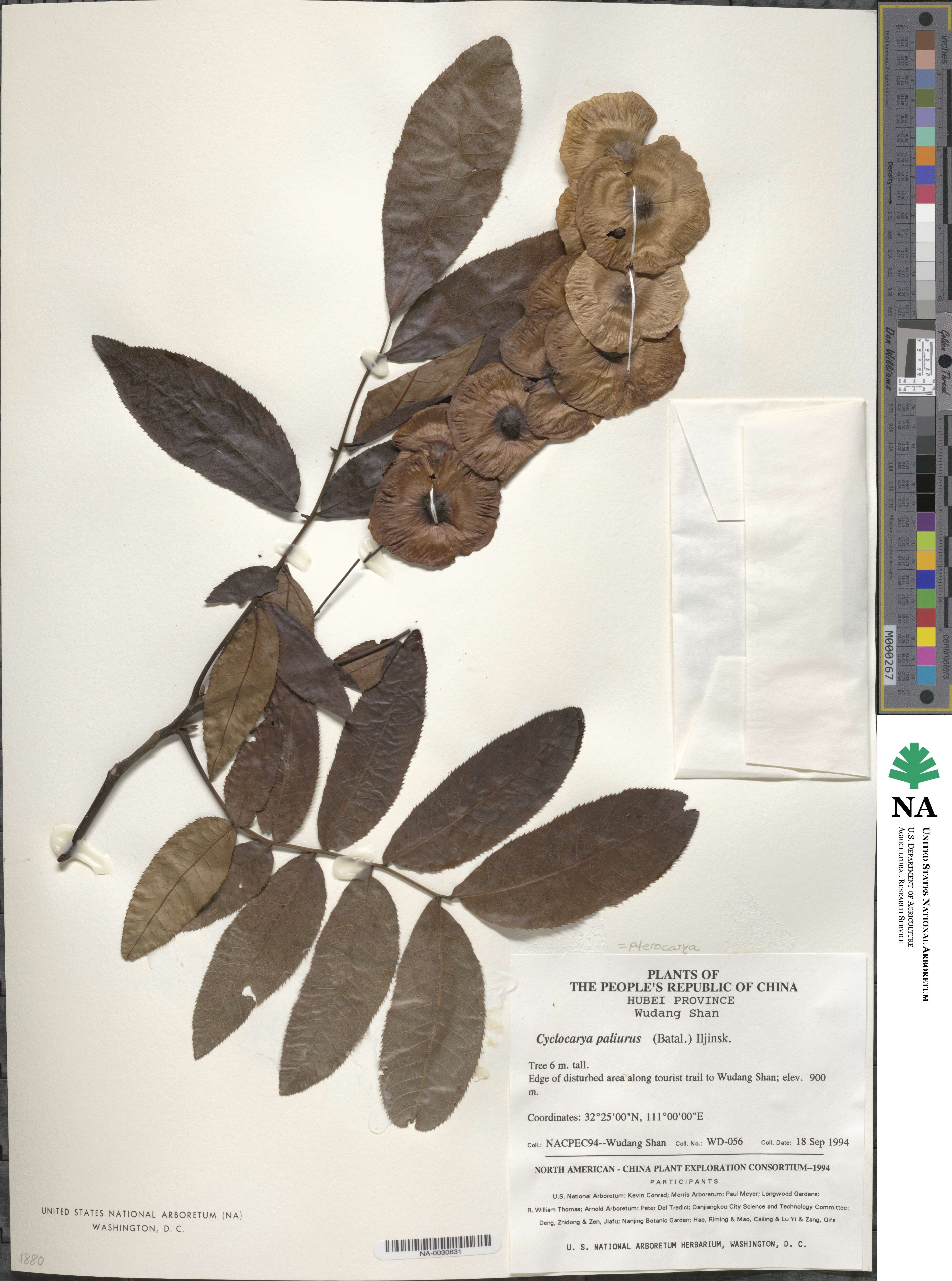 Cyclocarya paliurus image