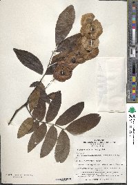 Cyclocarya paliurus image