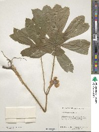 Podophyllum peltatum image