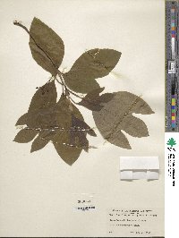 Sassafras albidum image