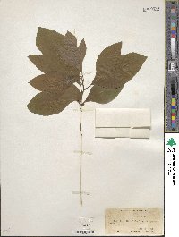 Sassafras albidum image