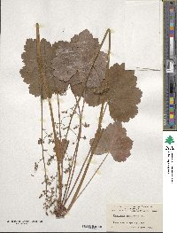 Heuchera americana image