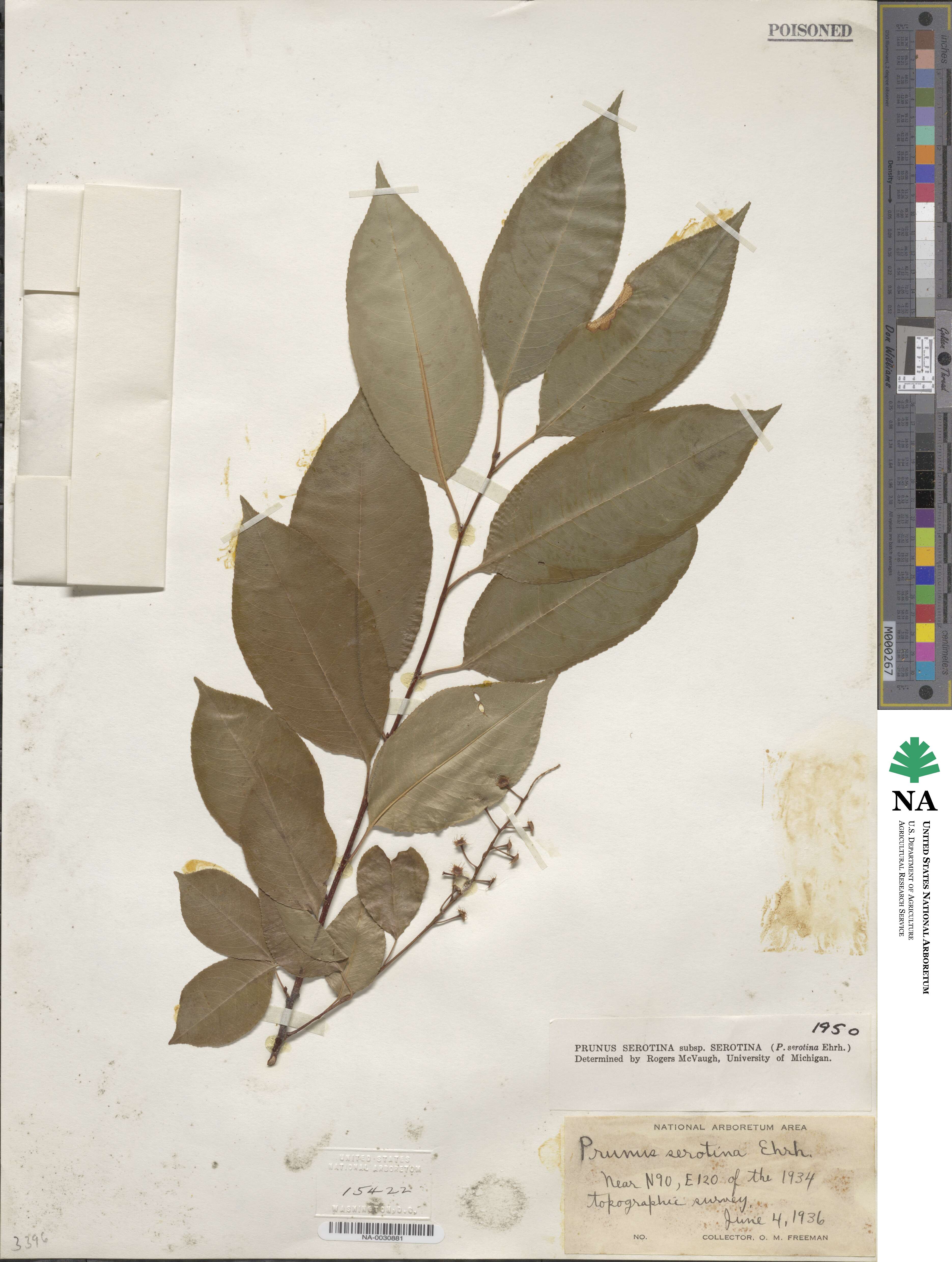 Prunus serotina subsp. serotina image