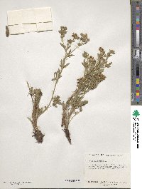 Potentilla recta image