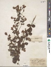 Lespedeza hirta image