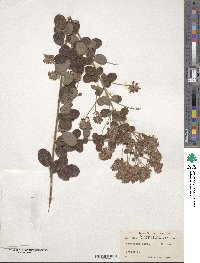 Lespedeza hirta image