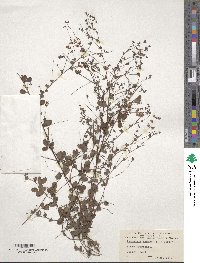 Image of Lespedeza repens